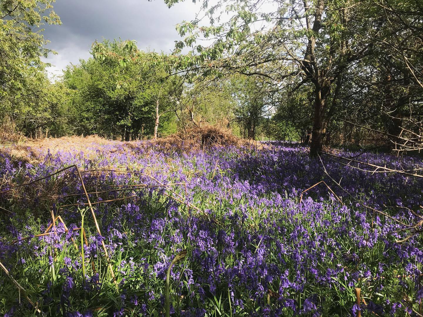 Latimer Minster Bluebells 1