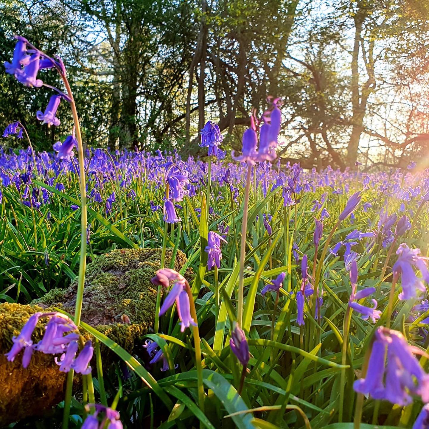 Latimer Minster Bluebells 2