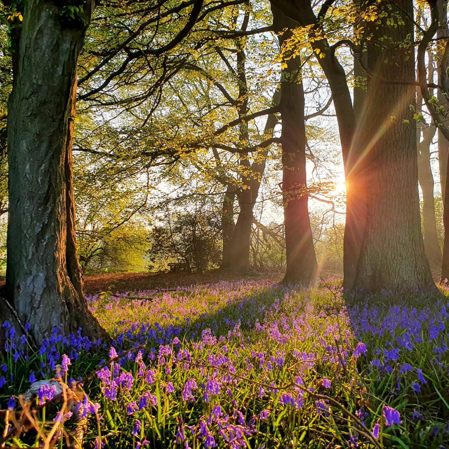 Latimer Minster Bluebells 3