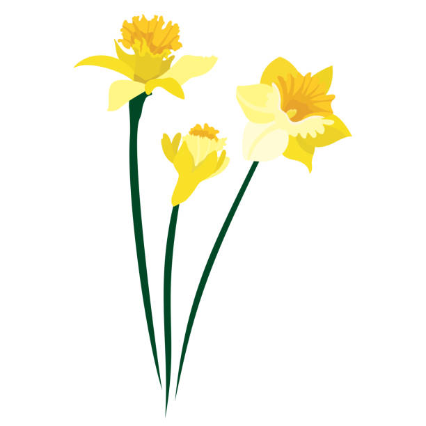 Daffodils 2