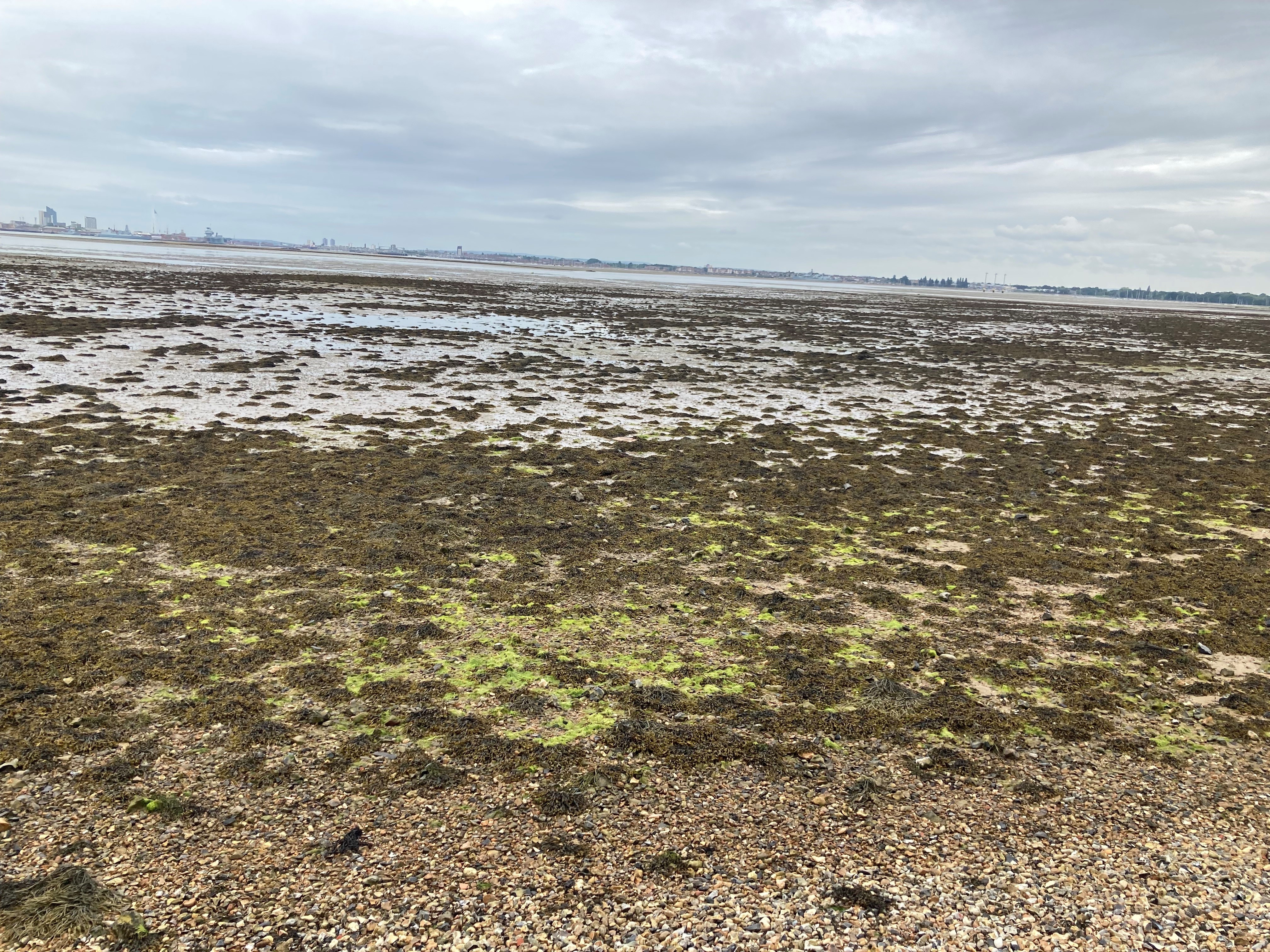 Low Tide