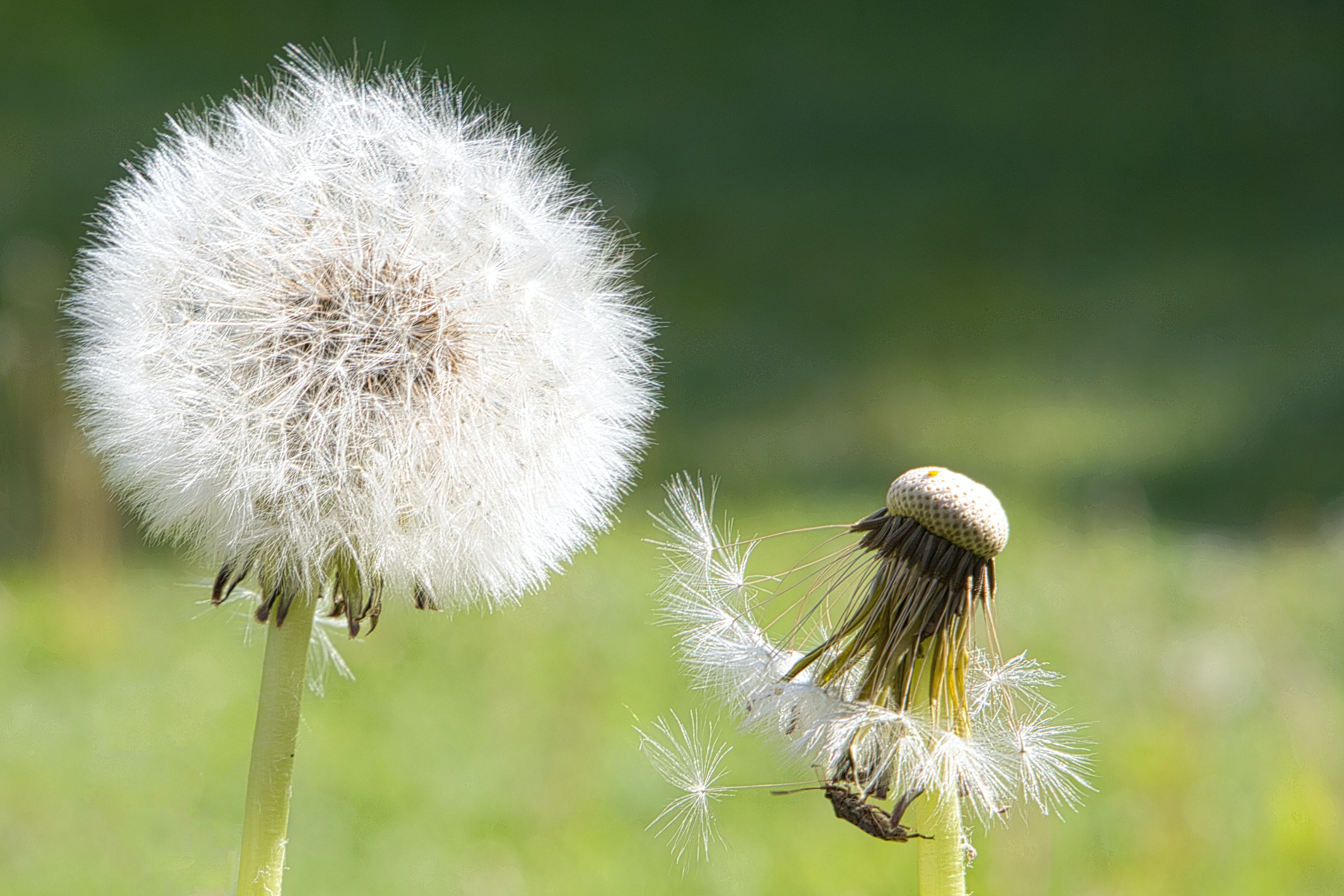 dandelion clock